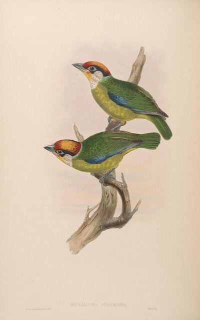 Megalaema franklinii = Megalaima franklinii de John Gould